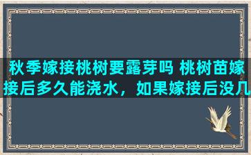 秋季嫁接桃树要露芽吗 桃树苗嫁接后多久能浇水，如果嫁接后没几天就立即浇水，会不会对成活有影响